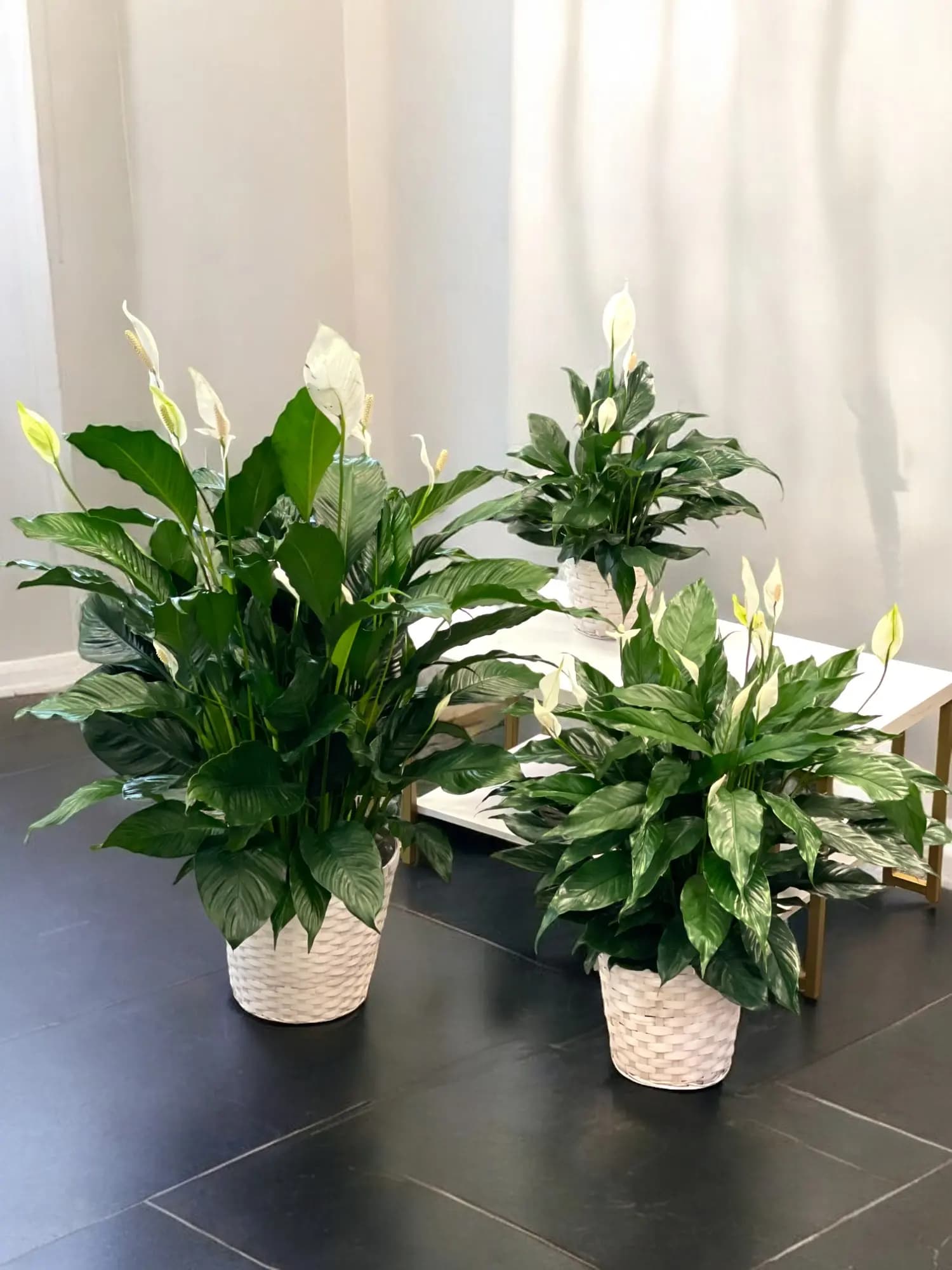 Peace Lily