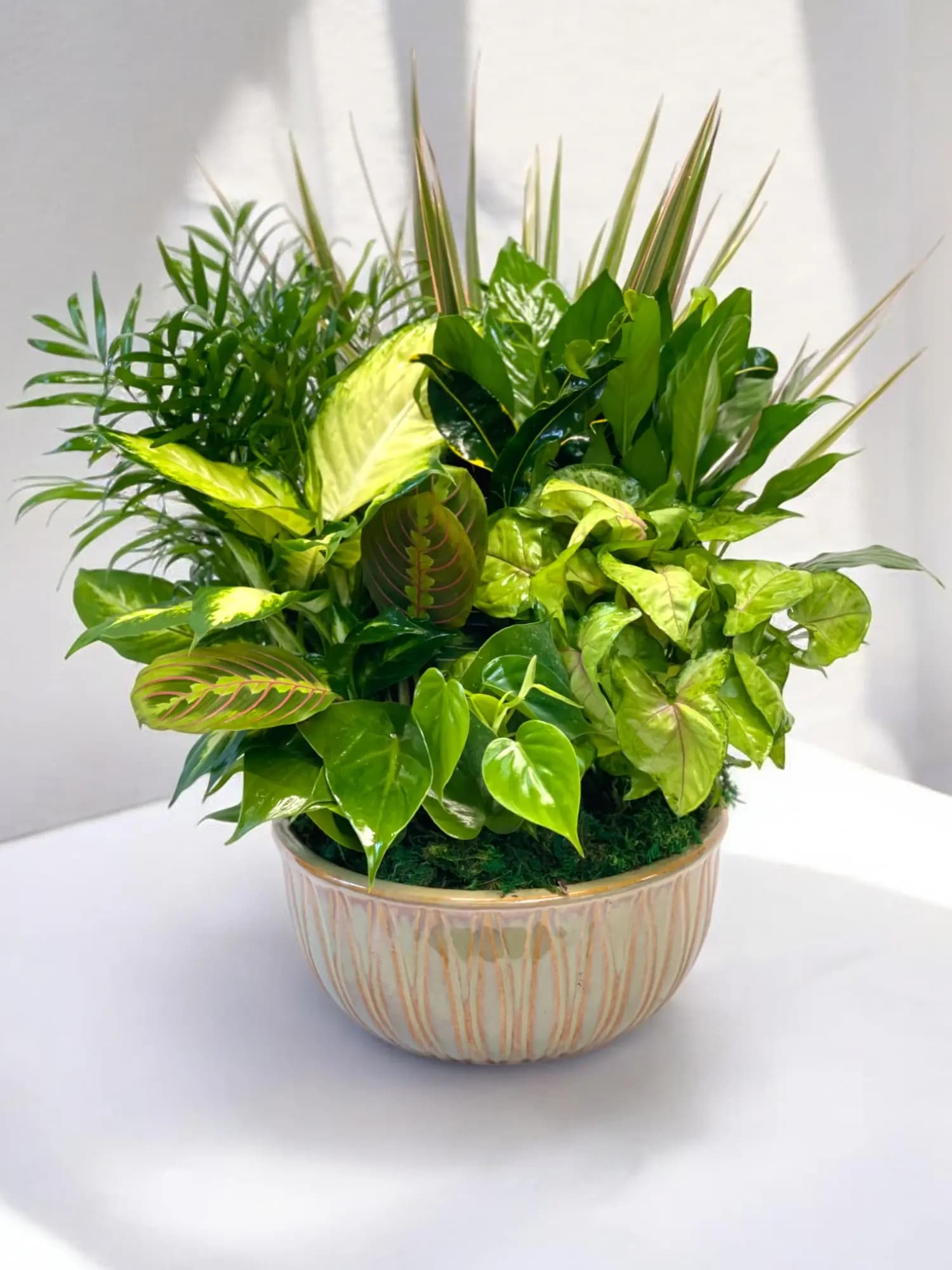 Dish Garden of Green Plants