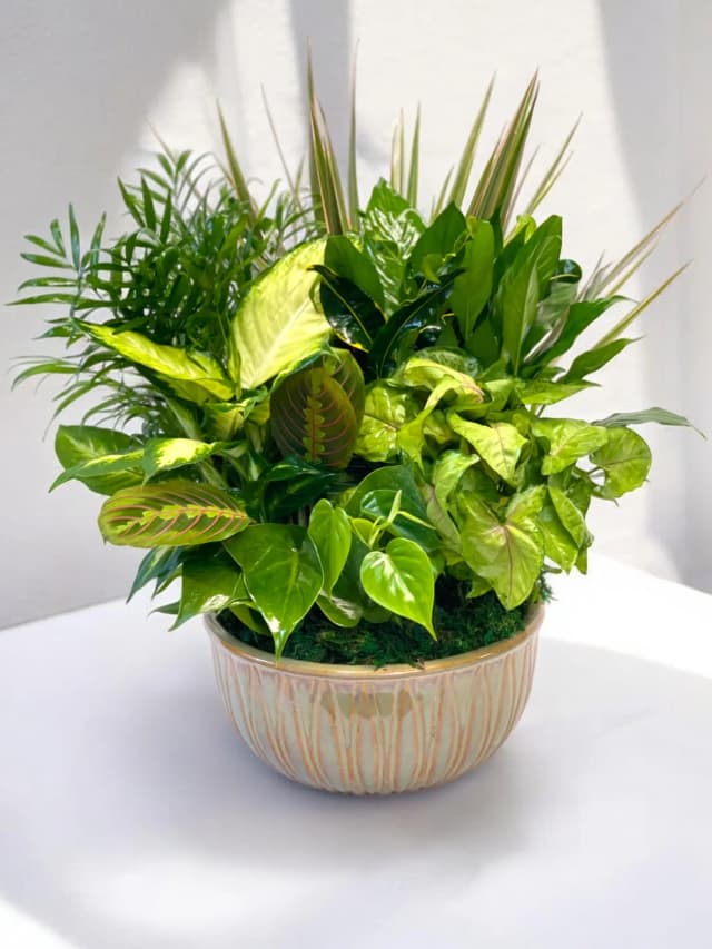 Dish Garden of Green Plants