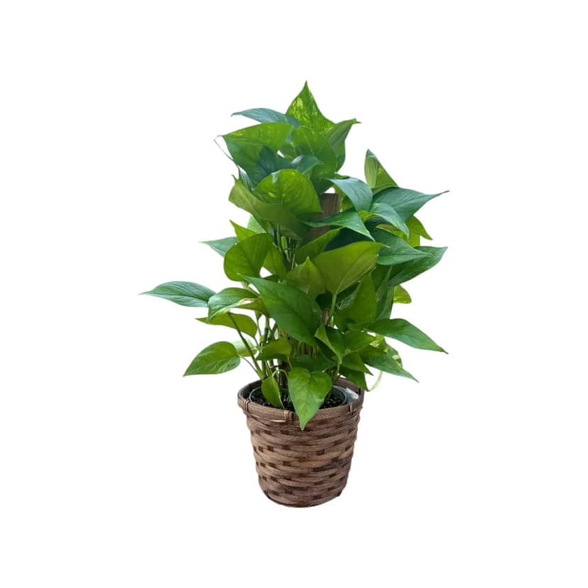 6” Golden Pothos Plant