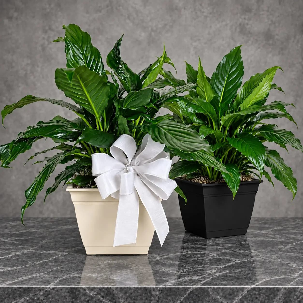 Peaceful Planter