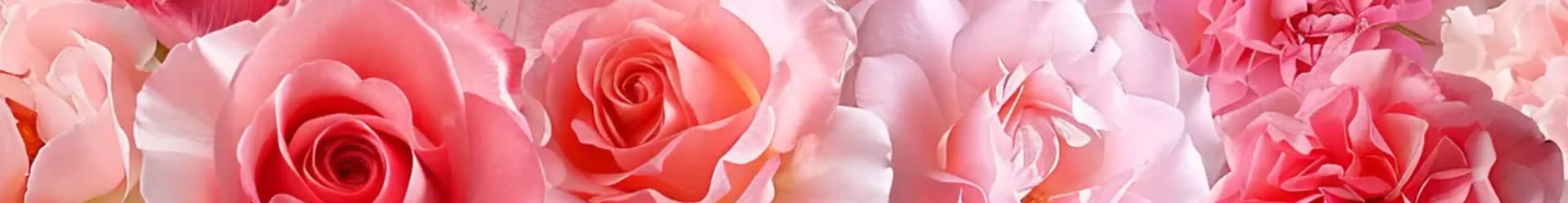 vibrant roses