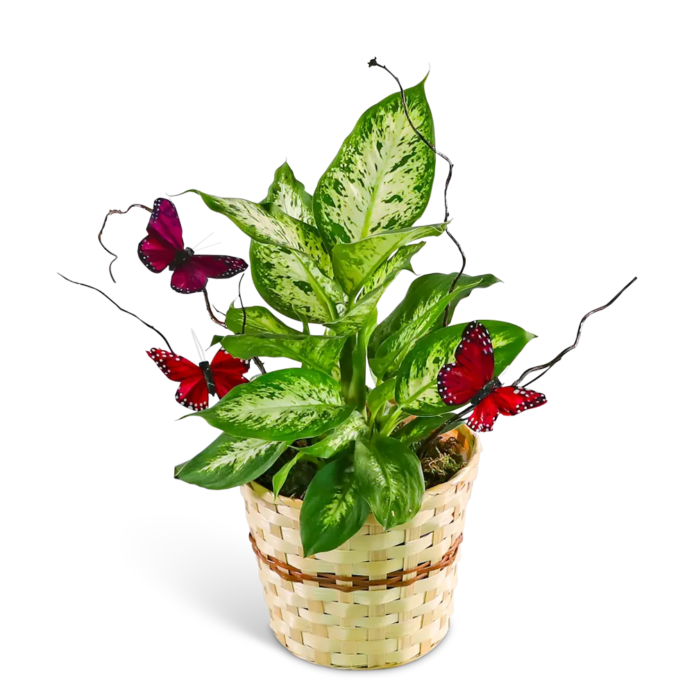 Butterfly Kisses Dieffenbachia Plant
