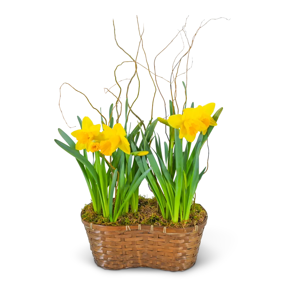 Double Daffodil Basket – photo 2