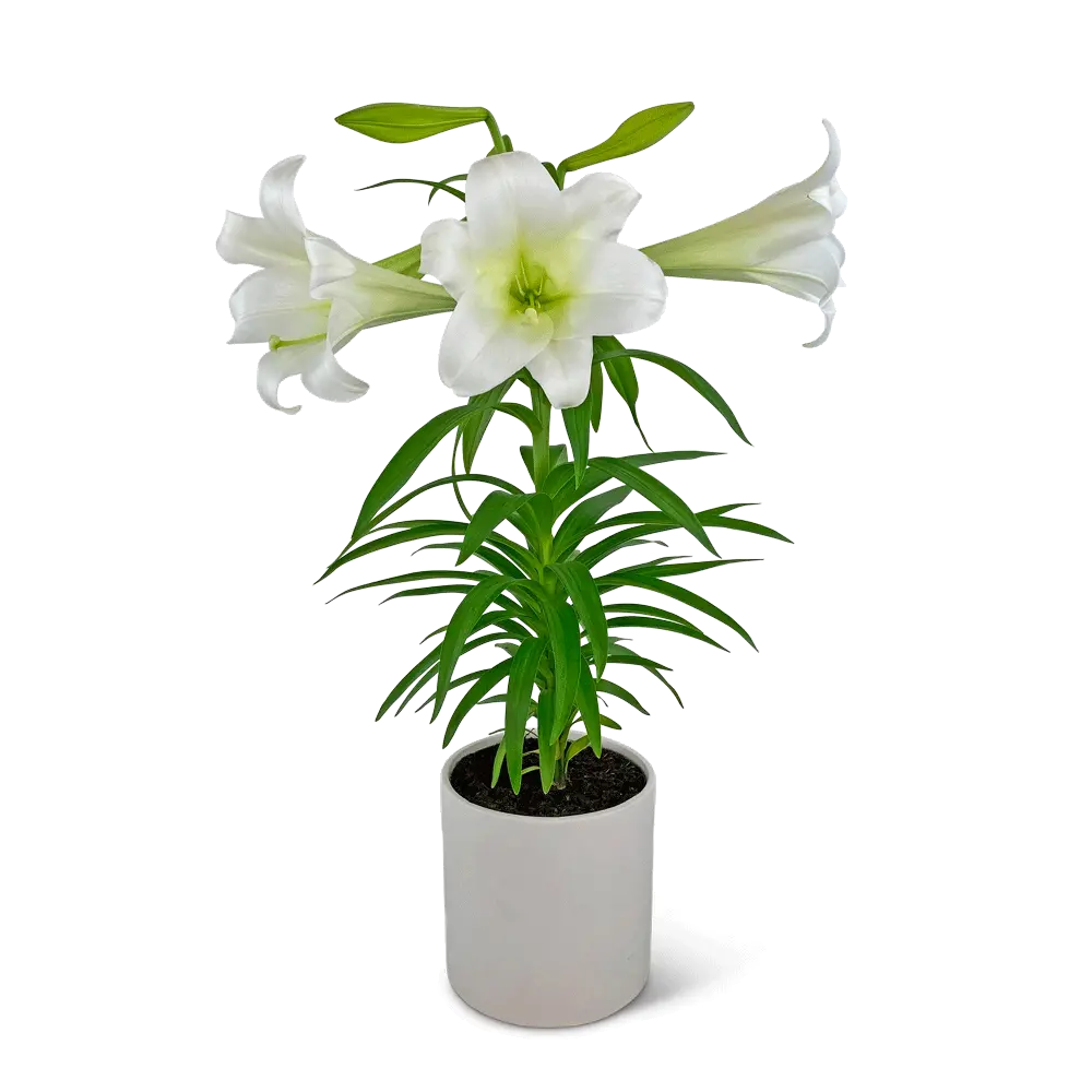 Easter Lily Plant – photo 2