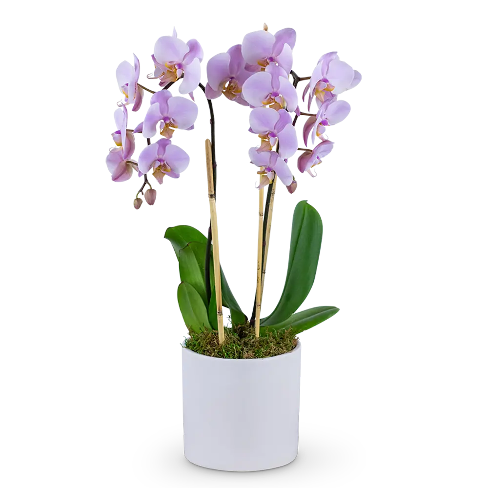 Phalaenopsis Orchid – photo 2