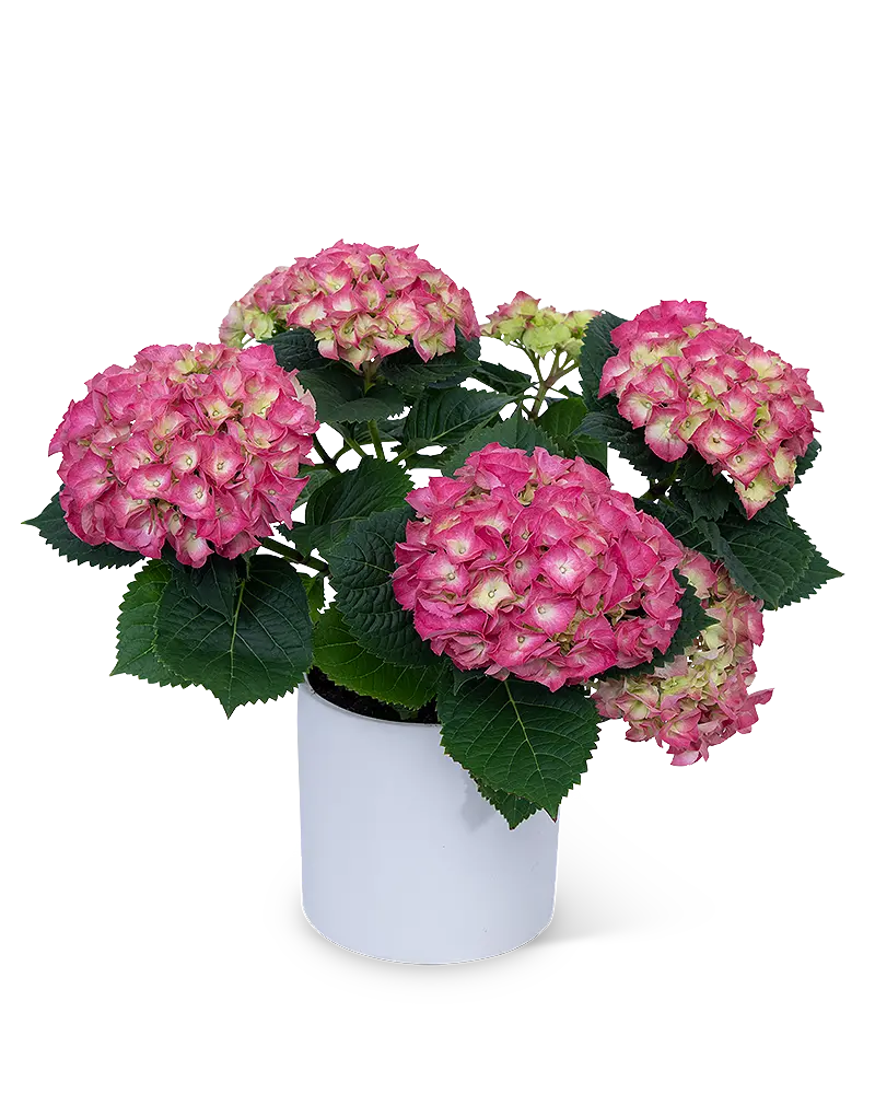 Pink-Hydrangea-Plant.png