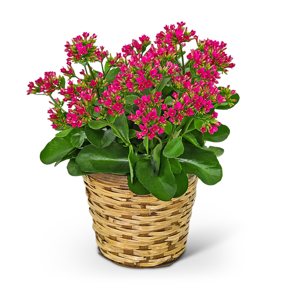 Rosy Bloom Kalanchoe Plant – photo 2