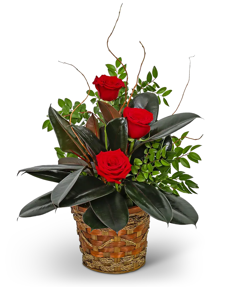 annuelles plantes Air de Prairie: Enchanting Ready-to-Plant Annual Arrangement