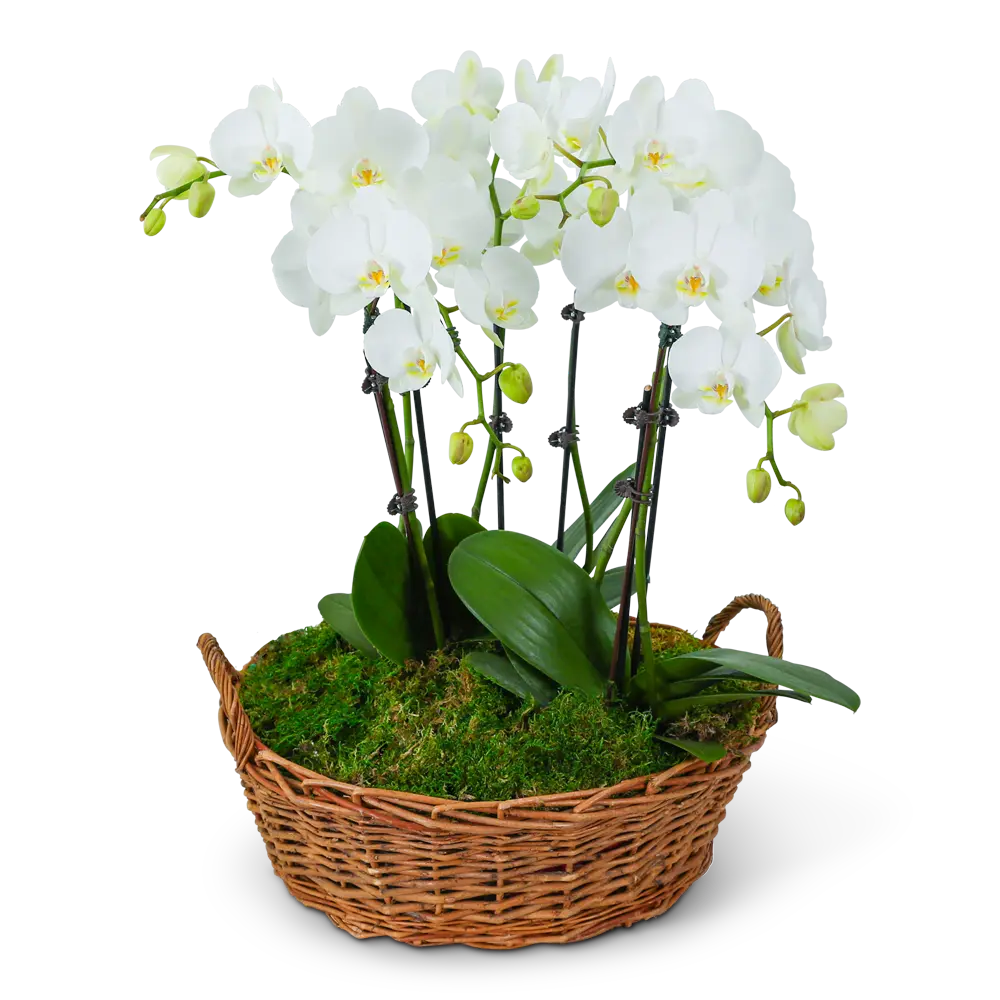 Serenity Orchid Plant – photo 2
