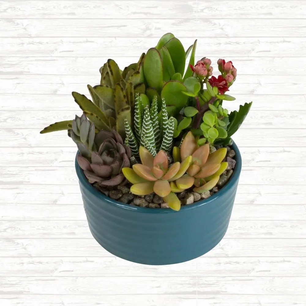planter for succulents Medium Succulent Planter main image 1
