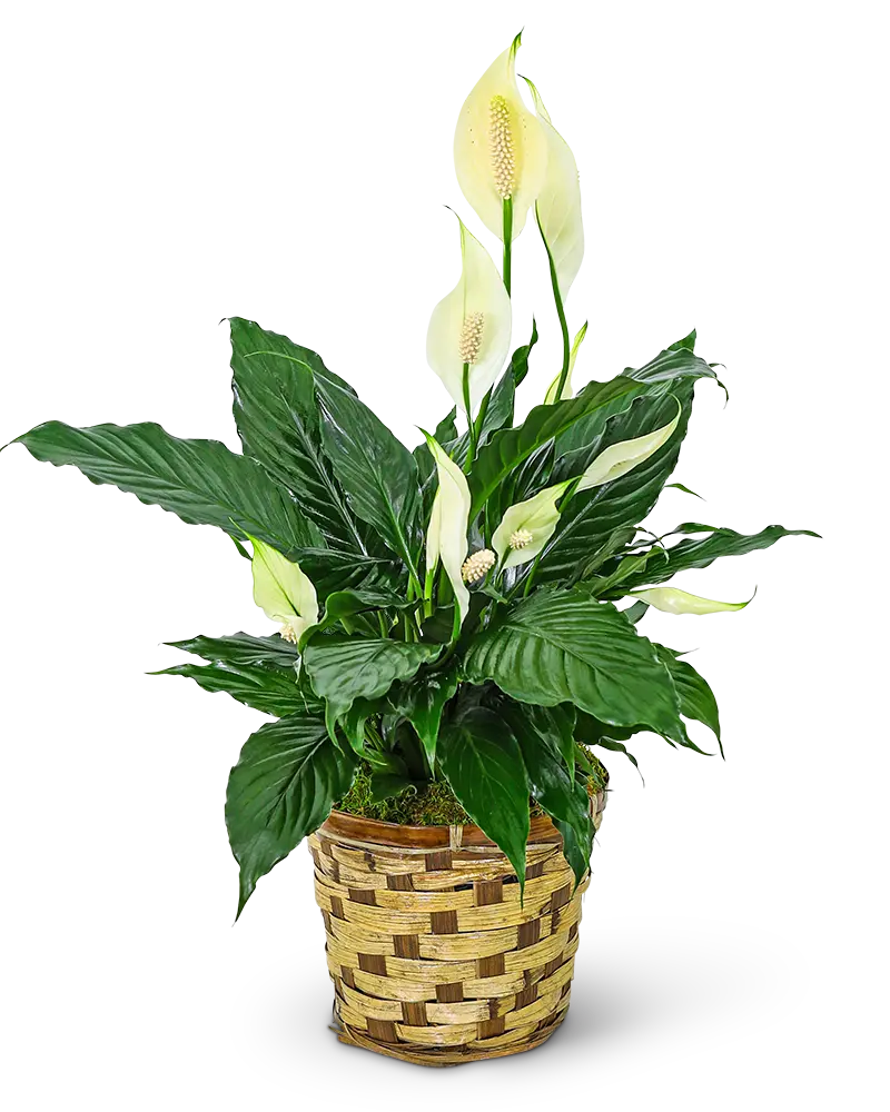 melanochrysum philodendron Philodendron Melanochrysum Variegated 4" Higher Color