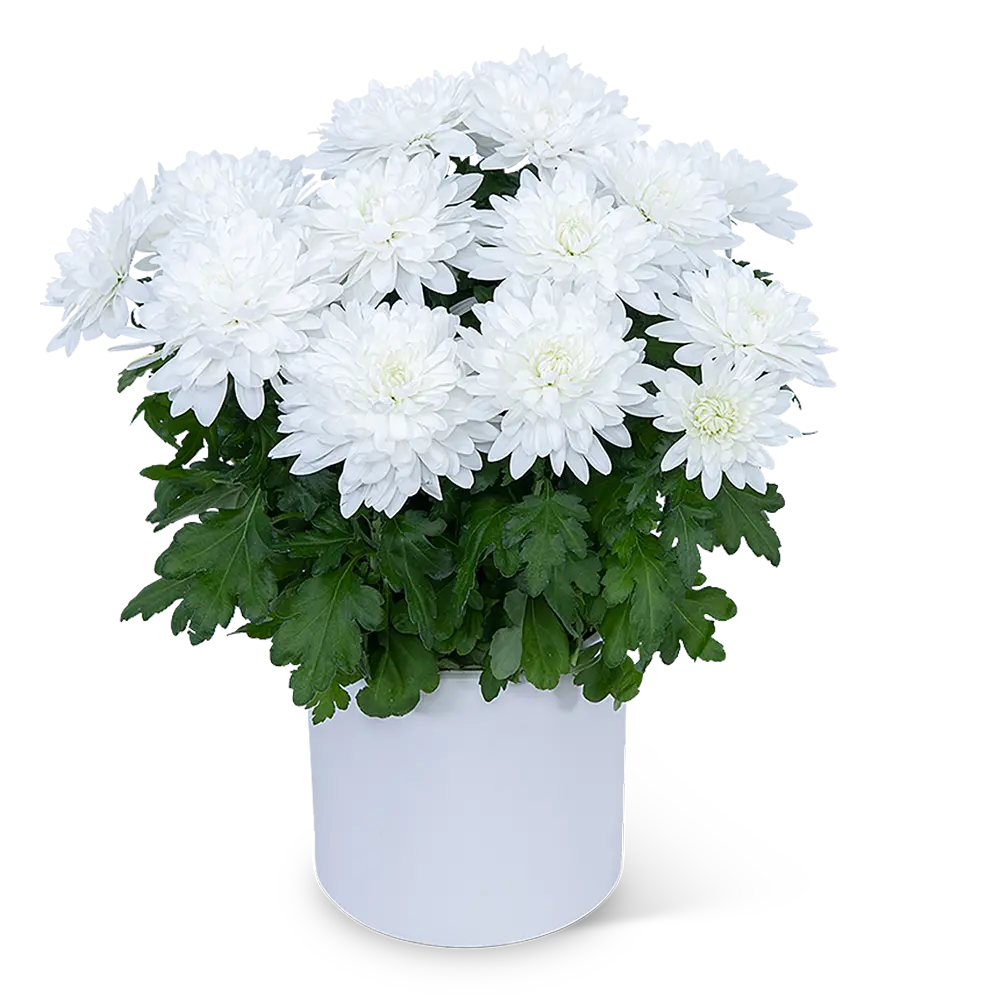 White Chrysanthemum Plant – photo 2