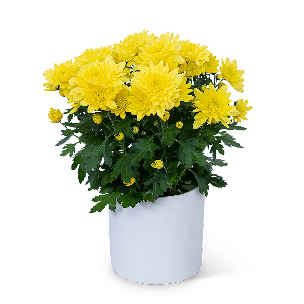 Yellow Chrysanthemum Plant – photo 2