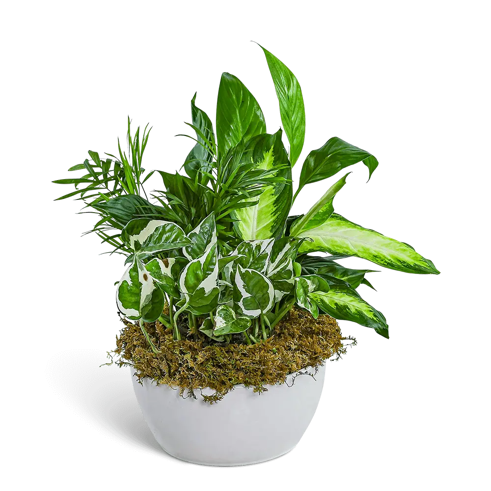 Zen Dish Garden – photo 2
