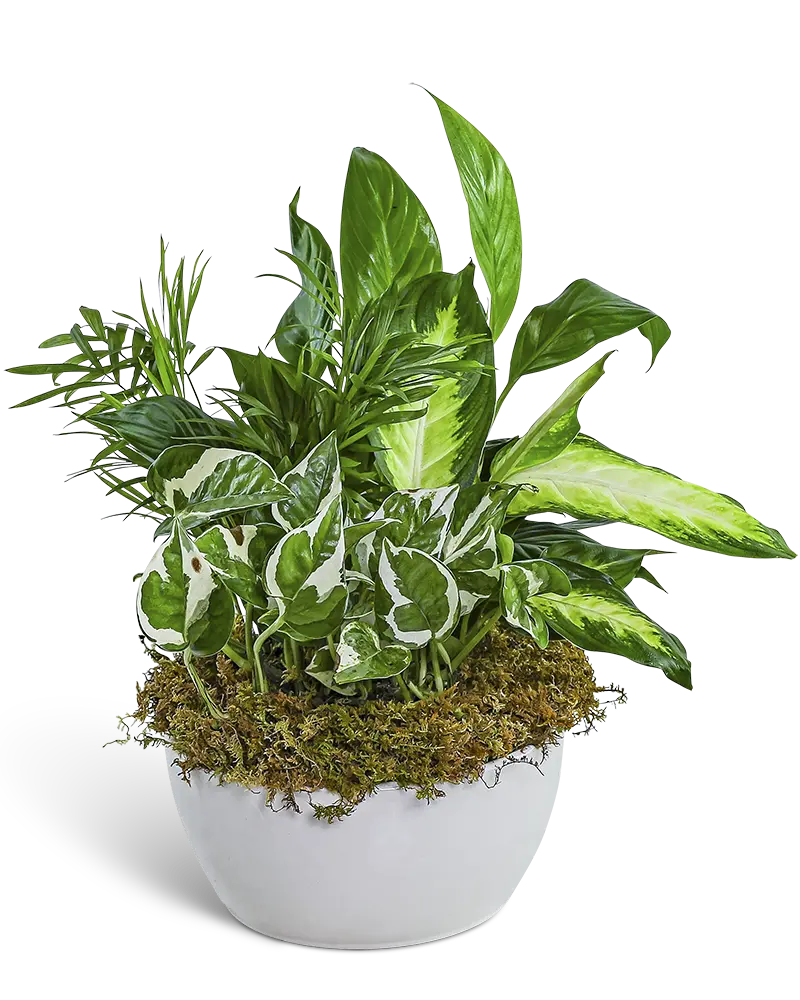 Zen-Dish-Garden.png