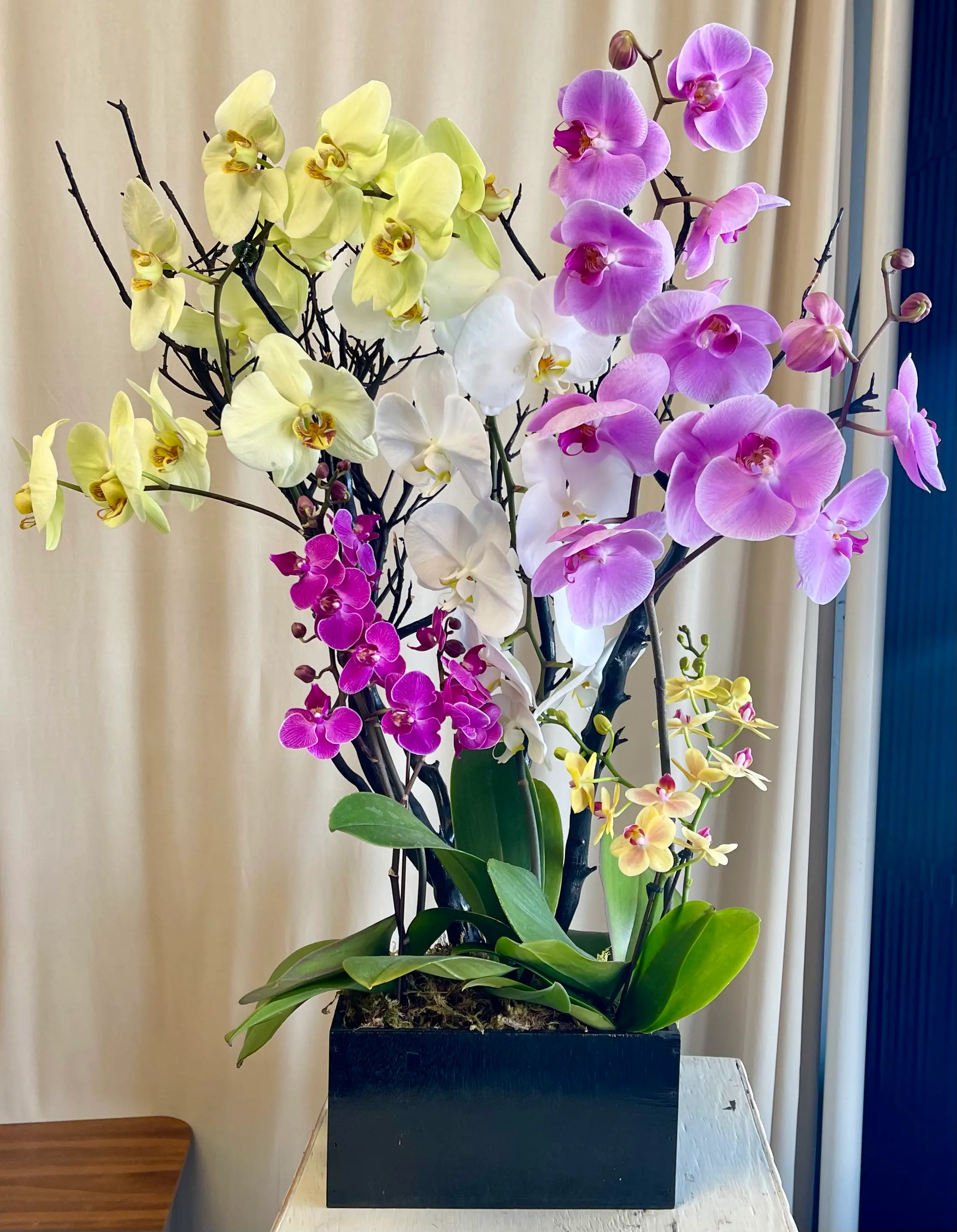 Elegant Harmony Orchid Garden | Toca Florals in Chamblee, Georgia