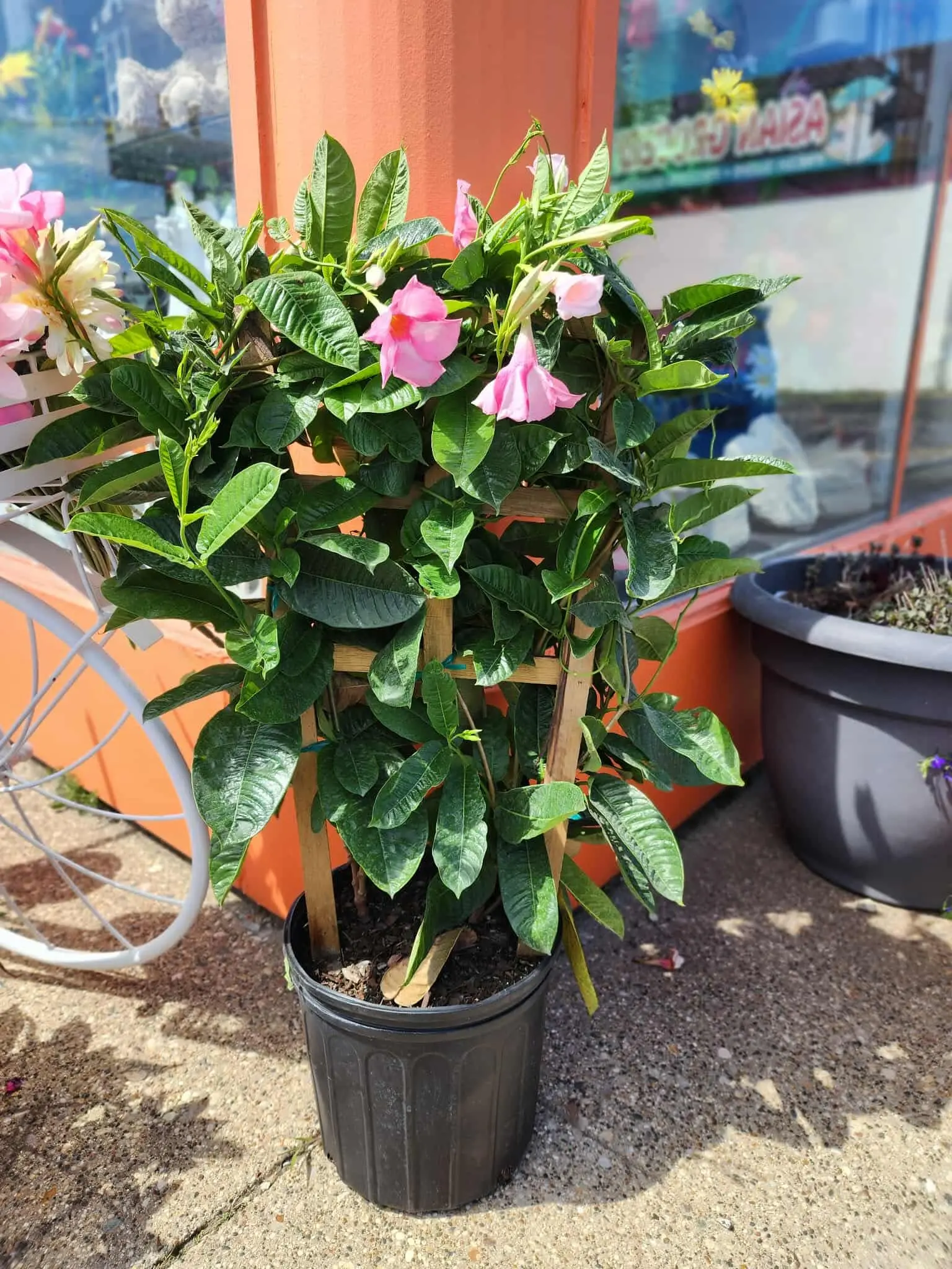 Mandaville Vine Trellis