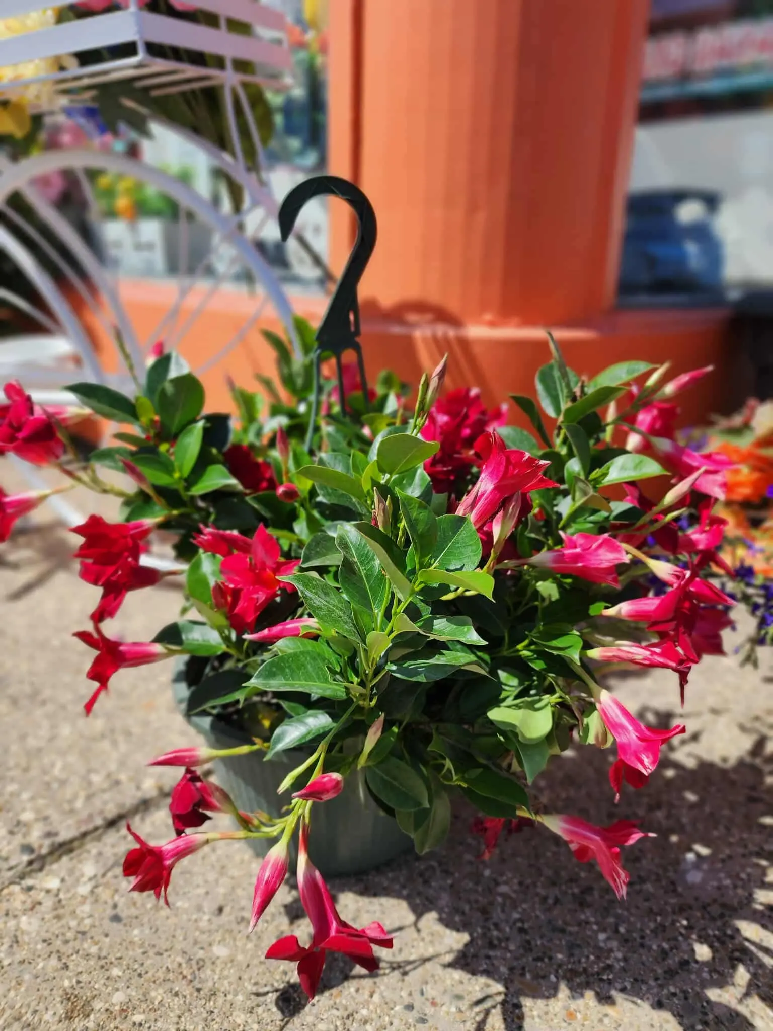 Mandaville Hanging Basket | Bela Floral, LLC in Ludington, Michigan