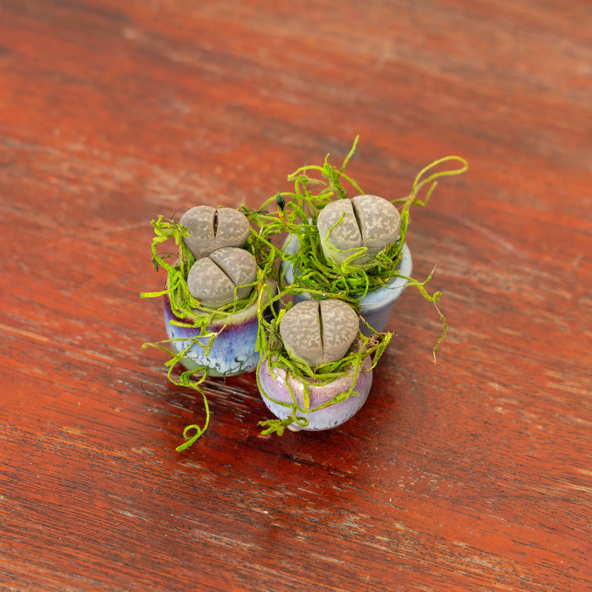 Mini Lithops Plants - Small