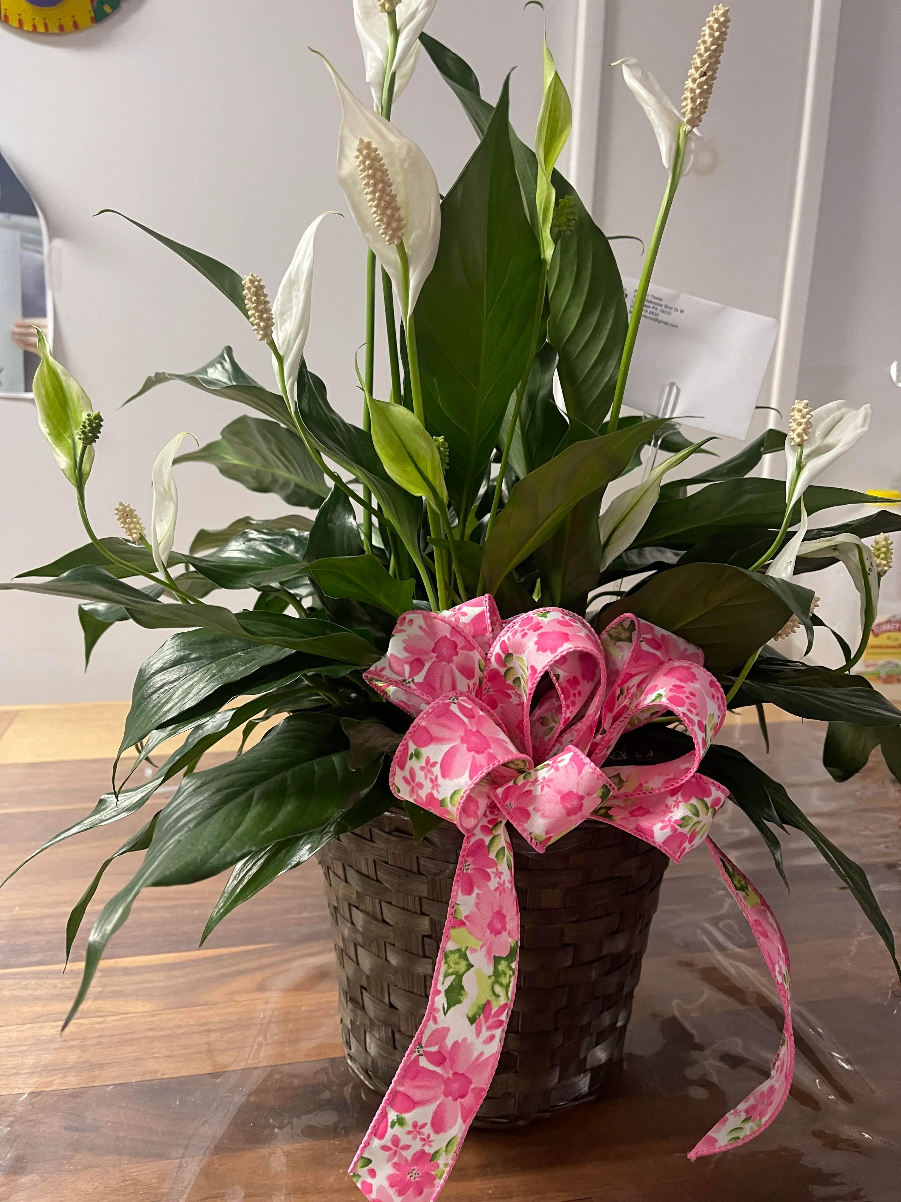 Small Peace Lily | Pocono Florist in Lehighton, Pennsylvania