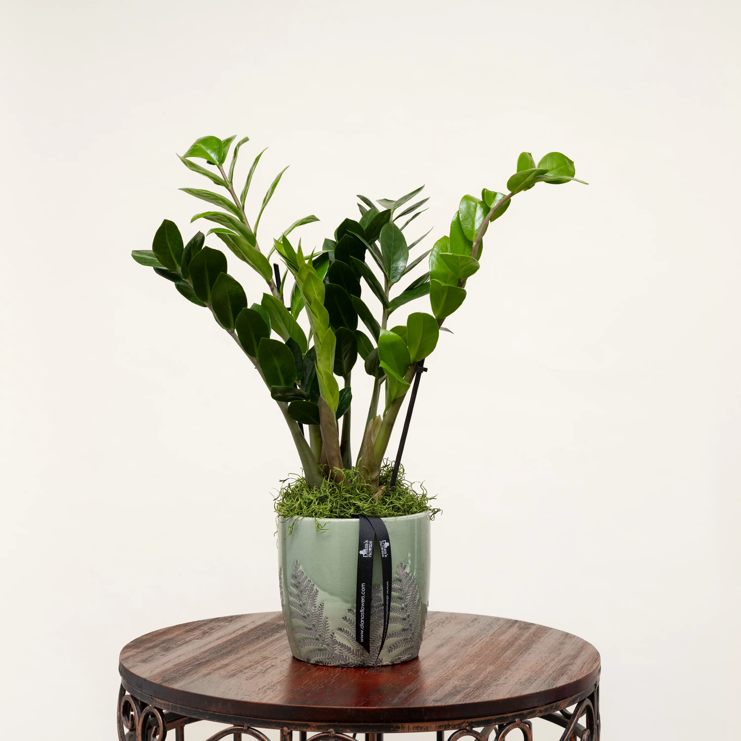 ZZ Plant | Diana's Flowers in Los Angeles, California