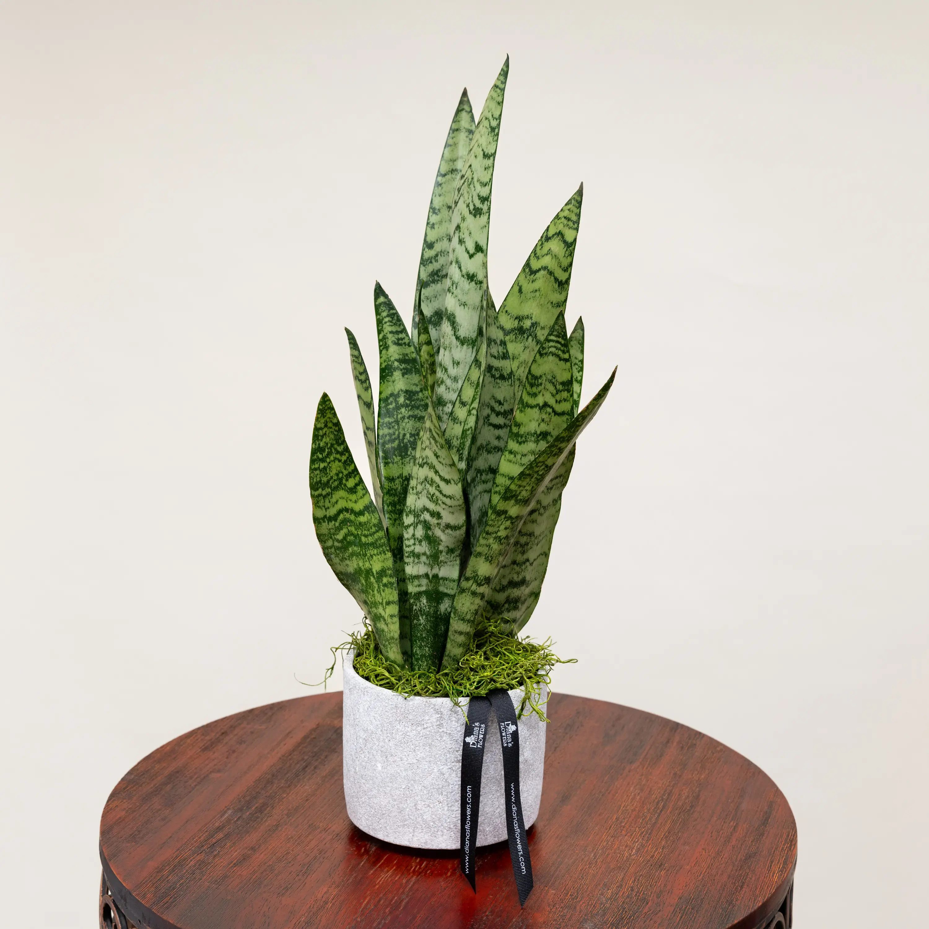 japanese peace lily Spathiphyllum 'Peace Lily' 8"