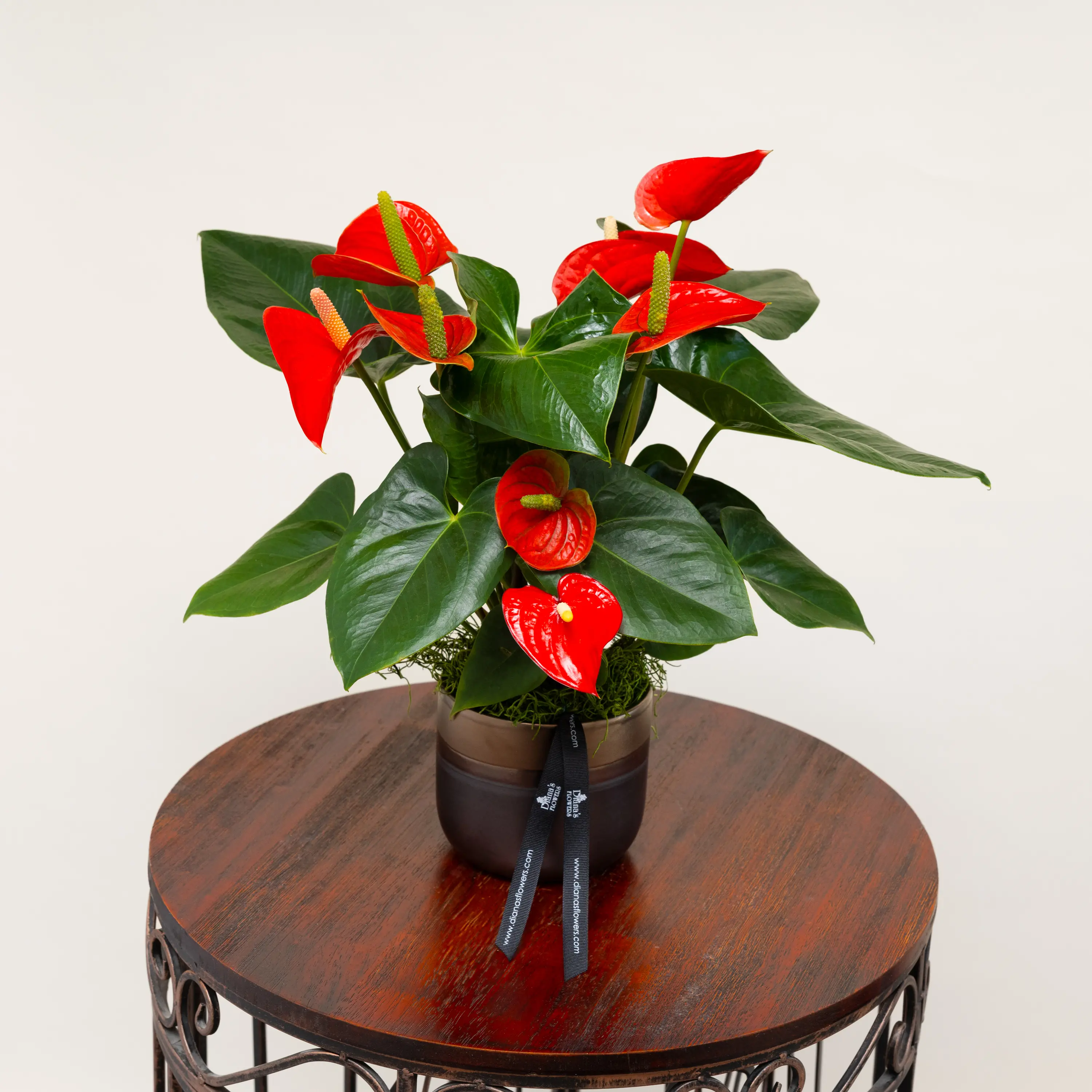 Anthurium Plant | Diana's Flowers in Los Angeles, California