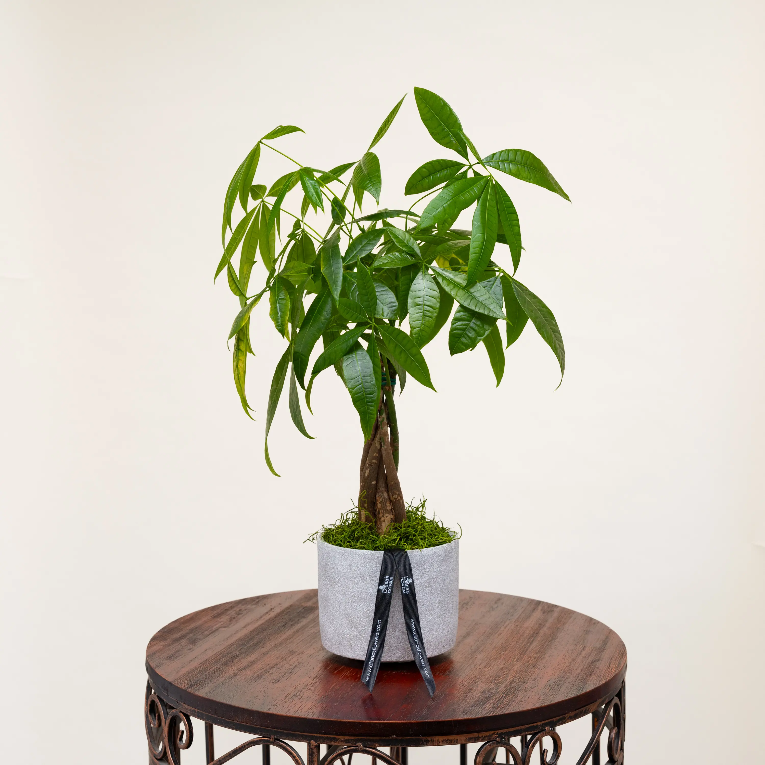 wild money tree Pachira aquatica | Money Tree main image 0